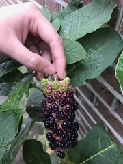 Phytolacca acinosa