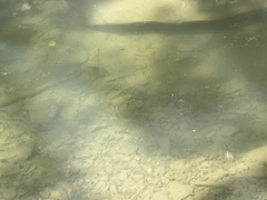 Hypentelium nigricans