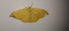 Tridrepana fulvata