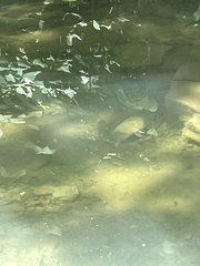 Hypentelium nigricans