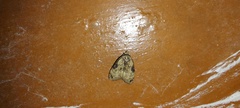 Hypena humuli