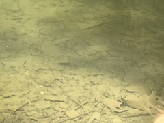 Hypentelium nigricans