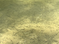 Hypentelium nigricans