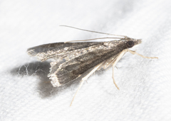 Steniodes declivalis