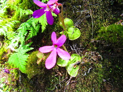 Pinguicula oblongiloba