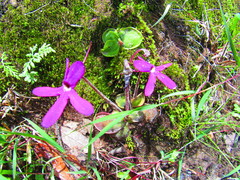 Pinguicula oblongiloba