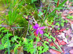 Pinguicula oblongiloba