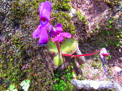 Pinguicula oblongiloba