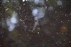 Cynops pyrrhogaster