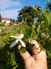 Clematis flammula