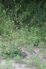 Eleutherospermum cicutarium
