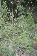 Eleutherospermum cicutarium