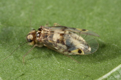Psocus bipunctatus