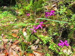 Pinguicula oblongiloba