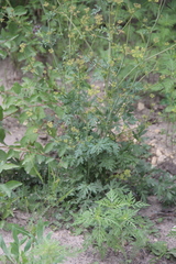 Eleutherospermum cicutarium