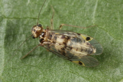 Psocus bipunctatus