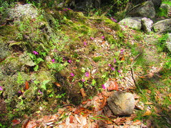 Pinguicula oblongiloba