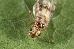 Psocus bipunctatus