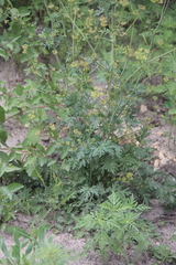 Eleutherospermum cicutarium
