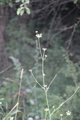 Eleutherospermum cicutarium
