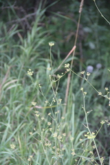 Eleutherospermum cicutarium