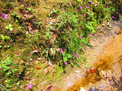 Pinguicula oblongiloba