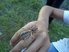 Galeodes araneoides