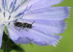 Hylaeus communis