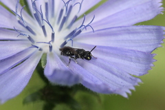 Hylaeus communis