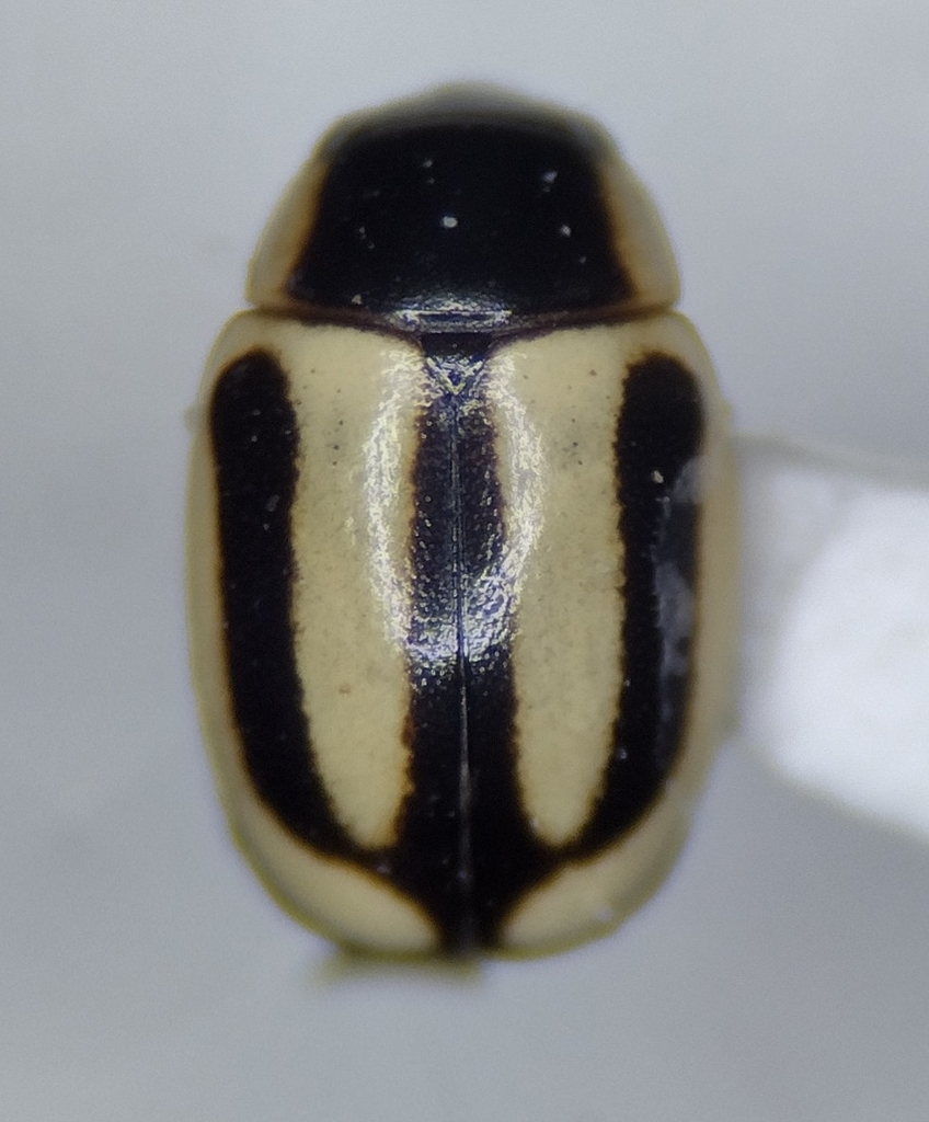 Small Pied Lady Beetles
