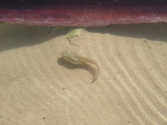 Pelophylax saharicus