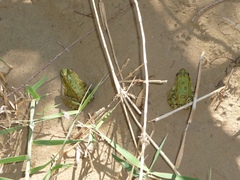 Pelophylax saharicus