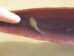 Pelophylax saharicus