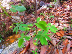 Mimosa albida