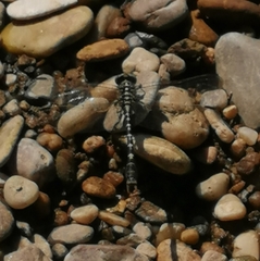 Onychogomphus forcipatus