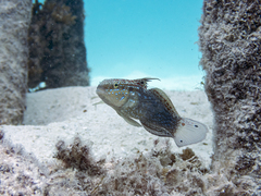 Amblygobius semicinctus