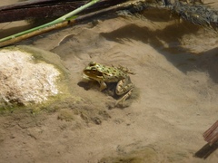 Pelophylax saharicus