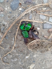 Oxysternon conspicillatum