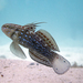Amblygobius semicinctus - Photo (c) Stergios Vasilis, some rights reserved (CC BY-NC-ND), uploaded by Stergios Vasilis