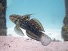 Amblygobius semicinctus - Photo (c) Stergios Vasilis, some rights reserved (CC BY-NC-ND), uploaded by Stergios Vasilis