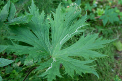 Phytomyza aconitophila