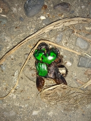 Oxysternon conspicillatum