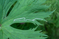 Phytomyza aconitophila