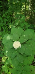Hydrangea cinerea