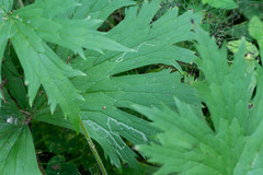 Phytomyza aconitophila