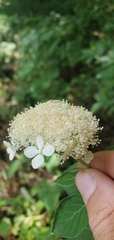 Hydrangea cinerea