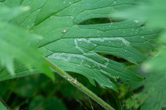 Phytomyza aconitophila