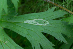 Phytomyza aconitophila