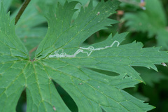 Phytomyza aconitophila