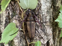 Aegosoma sinicum sinicum